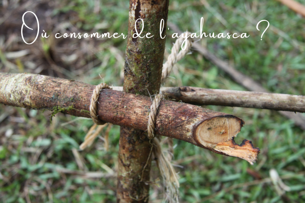 Consommer de l'ayahuasca